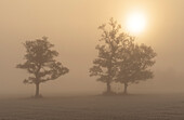 Geheimnisvoller Nebelmorgen im Murnauer Moos im Herbst, Murnau, Bayern, Deutschland, Europa