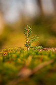 Small spruce sapling in autumn forest, Bavaria, Germany