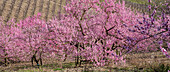 Blühende Kirschbäume in den Weingergen bei Winningen an der Mosel, Rheinland-Pfalz, Deutschland
