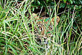 Leopard (Panthera Pardus) subadult versteckt sich in Gräsern, iSimangaliso Wetland Park, Südafrika