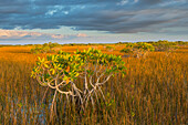 Rote Mangrove (Rhizophora Mangle) und Sawgrass (Cladium sp), Everglades National Park, Florida