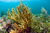 Algen (Scaberia agardhii), Yorke Peninsula, South Australia, Australien