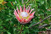 Königsprotea (Protea Cynaroides) Blume, Betty's Bay, Südafrika