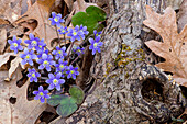 Rundlappen Liverleaf (Hepatica Americana) Blumen, Brighton Recreation Area, Michigan