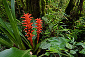 Bromelie (Pitcairnia nigra) im tropischen Regenwald, Mindo, Pichincha, Ecuador