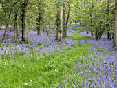 Bluebell (Endymion non-scriptus) blühend, Massenwachstum in Laubwäldern, Warwickshire, England, April