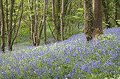Bluebell (Endymion non-scriptus) normal und Whitebell; weiß blühende Form, blühende Masse, wächst in Laubwäldern, Guernsey, Kanalinseln, Mai
