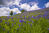 Bluebell (Endymion non-scriptus) blühende Masse, wächst am Hang im offenen Lebensraum, Whitewell, Forest of Bowland, Lancashire, England, Juni