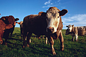 Kühe in einem Feld, Portpatrick, Schottland