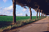 Von Bäumen gesäumt entlang einer Straße, Toskana, Italien