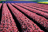 Tulip farm in bloom, Keukenhof Gardens, Netherlands