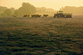 Rinder und Traktor in einem Feld in der Morgendämmerung, Mississippi, USA