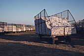 Trailers filled with cotton in a field, Texas, USA
