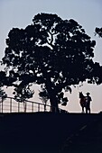 Cowboy steht neben seinem Pferd an einem Baum auf einem Hügel, Texas, USA