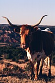 Texas Longhorn Cow at Palo Duro Canyon State Park, Randall County, Texas, USA