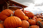 Pumpkins piled up in a pumpkin patch.