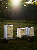 Beehives in grassy field and late afternoon sun going down