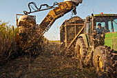 Schließen Sie uo von schweren Maschinen, die Zuckerrohr im Feld ernten und sammeln