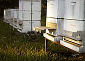 Close up of beehives in field and late afternoon light