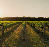 Golden afternoon light shining through grapevines in vineyard