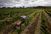 Tractor pulling full bins of harvested grapes driving between rows of grapevines