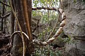 knotted tree roots, Tsingy de Bemaraha National Park, Madagascar, Mahajanga Province, Africa, UNESCO World Heritage Site