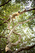 Lemur clinging to tree in Tsingy de Bemaraha National Park, Bekopaka, Madagascar, Mahajanga Province, Africa, UNESCO World Heritage Site