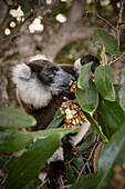 Lemur beim Fressen am See Farihy Ampitabe, Canal des Pangalanes, Madagaskar, Afrika