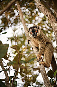 Lemur im Baum an See Farihy Ampitabe, Canal des Pangalanes, Madagaskar, Afrika