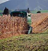 Combine Harvester harvesting maize