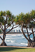 Looking between two Pananus Palms across the waves at Maroochydore Beach and shoreline