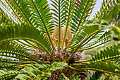 Modjadji Palme, Encefalartos, Encephalartos transvenosus, Regenkönigin