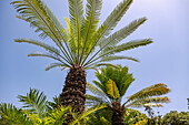 Queen sago, sago palm fern, Cycas circinalis