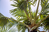 Bismarck palm, Bismarckia nobilis