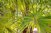 Australian Livingston palm, Livistona australis