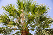 Washington palm, Washingtonia robusta