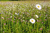 Flora, flower meadow, daisies, meadow clover, buttercups