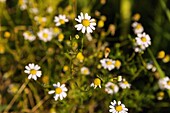 German chamomile, Matricaria chamomilla L., daisy family, Asteraceae