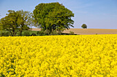 Erdinger Land, Rapsfeld, Agrarlanschaft mit Bäumen, Bayern, Deutschland