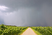 narrow country road between corn fields in a thunderstorm mood