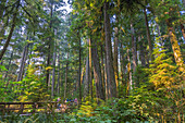 Vancouver Island; MacMillan Provincial Park, Cathredal Grove Trail