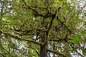 Pacific Rim National Park; Rainforest Trail, Baum mit Flechten, British Columbia, Kanada