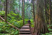 Mount Revelstoke National Park, Giant Cedars Boardwalk Trail