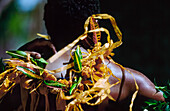 Back view of male Fijian Dancer in traditional clothing - head and shoulders