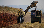 Big machines harvesting sugacane