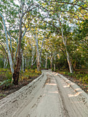 Sandige Straße schlängelt sich durch einheimischen Busch auf Fraser Island, Queensland, Australien