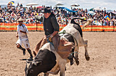 Beim Rodeo auf dem bockenden Stier reiten