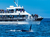 Walbeobachtungsboot mit transiantem Schwertwal (Orca Orcinus) in Monterey Bay, Monterey Bay National Marine Refuge, Kalifornien