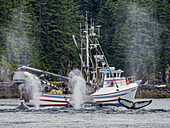 Fishing boats observe whale blows, flukes, and fins, Feeding Humpback Whales (Megaptera novaeangliae) in Chatham Strait, Alaska's Inside Passage