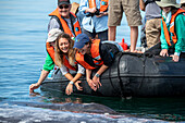 Gray whale (Eschrichtius robustus). Editorial Use Only.